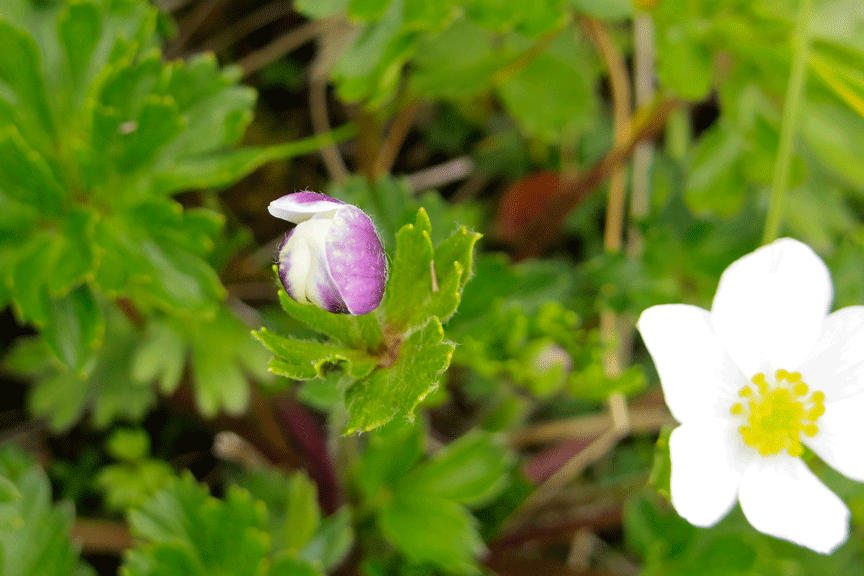 PENTAX Q・・・月山花図鑑_d0237340_14204297.gif