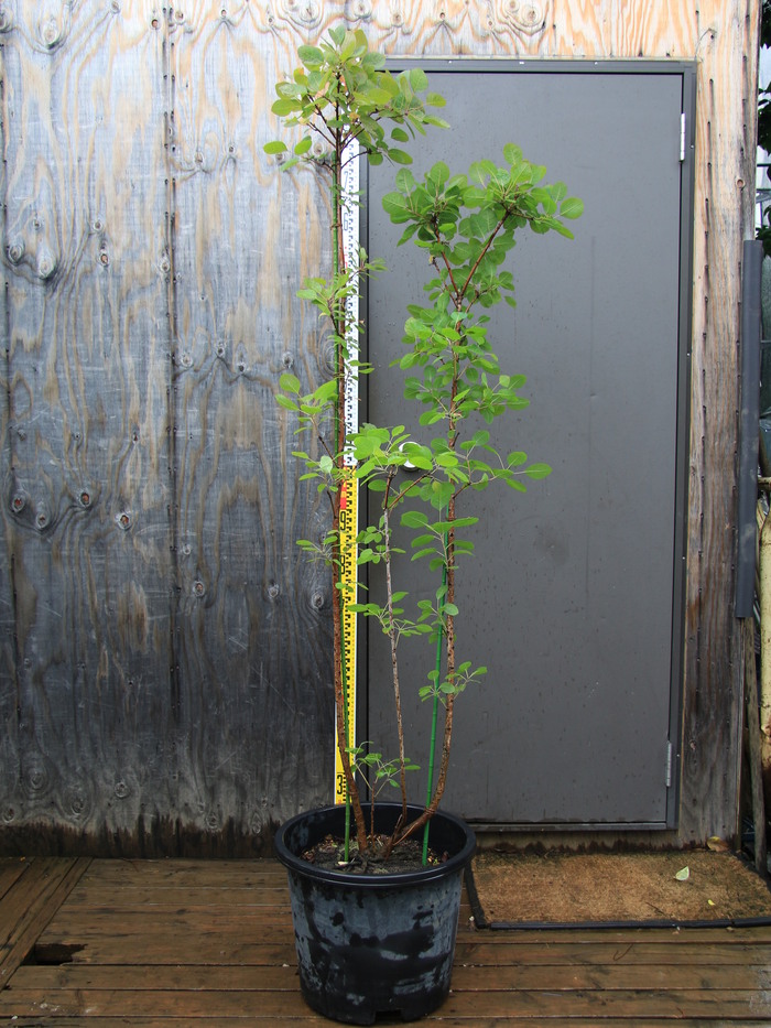スモークツリー ルブリフォリウス 'Rubrifolius' 販売 画像 価格