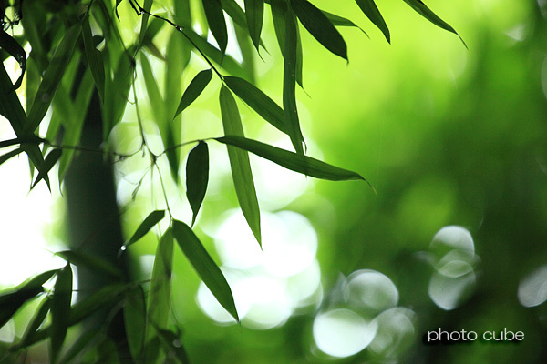 湘南物語　～雨の鎌倉模様*英勝寺*～ - 夢色とうめい