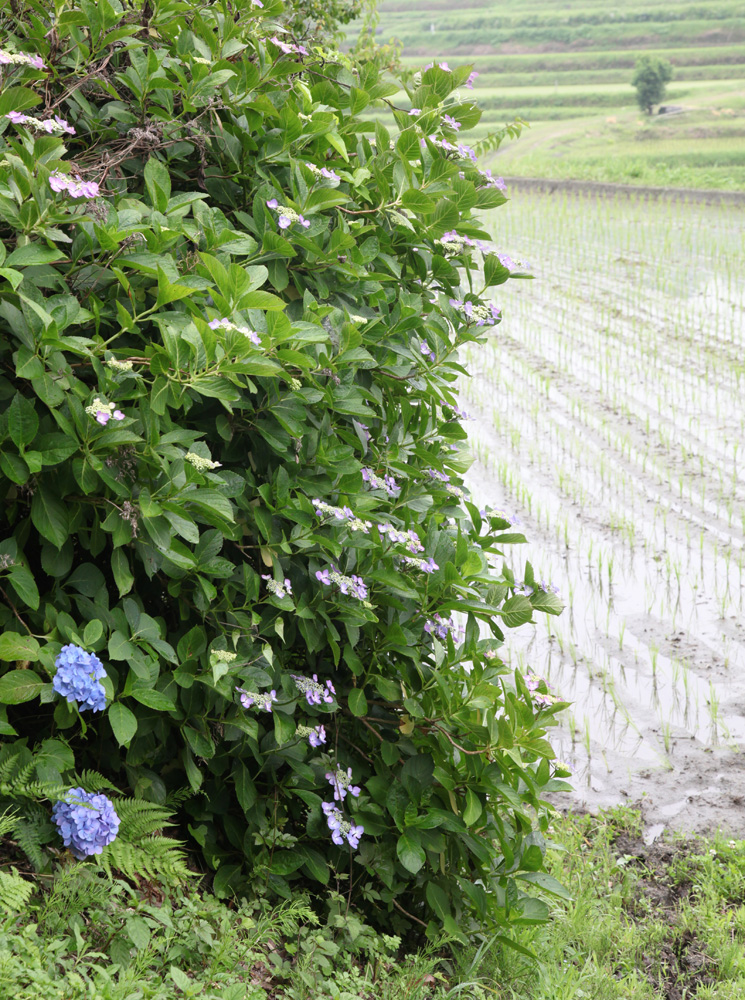 明日香　稲渕　紫陽花　水田_c0108146_21162352.jpg