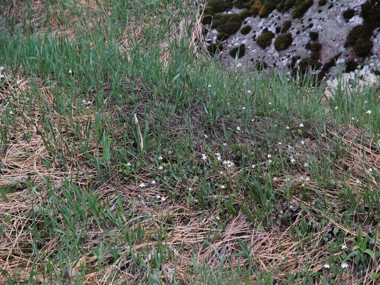 梅雨の晴れ間に浅草岳で花探し:1_c0008948_431793.jpg