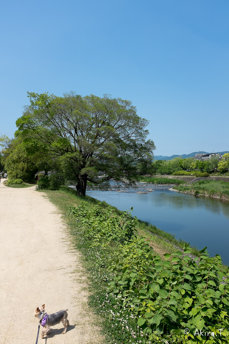 X100S で鴨川ワンコ散歩..._f0152550_22152527.jpg