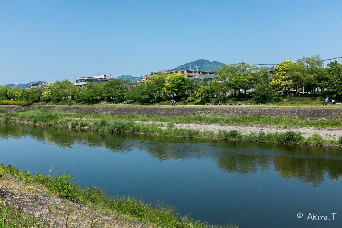 X100S で鴨川ワンコ散歩..._f0152550_221542100.jpg