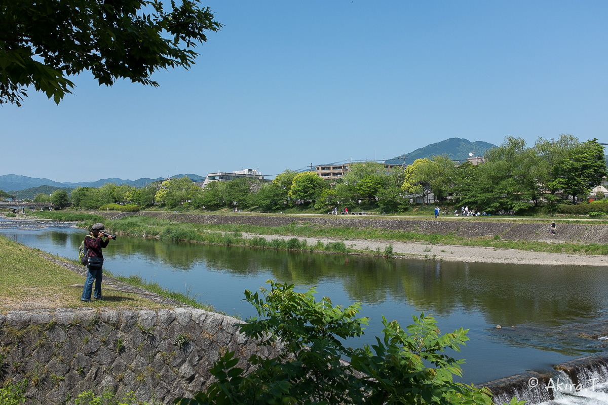 X100S で鴨川ワンコ散歩..._f0152550_22162449.jpg