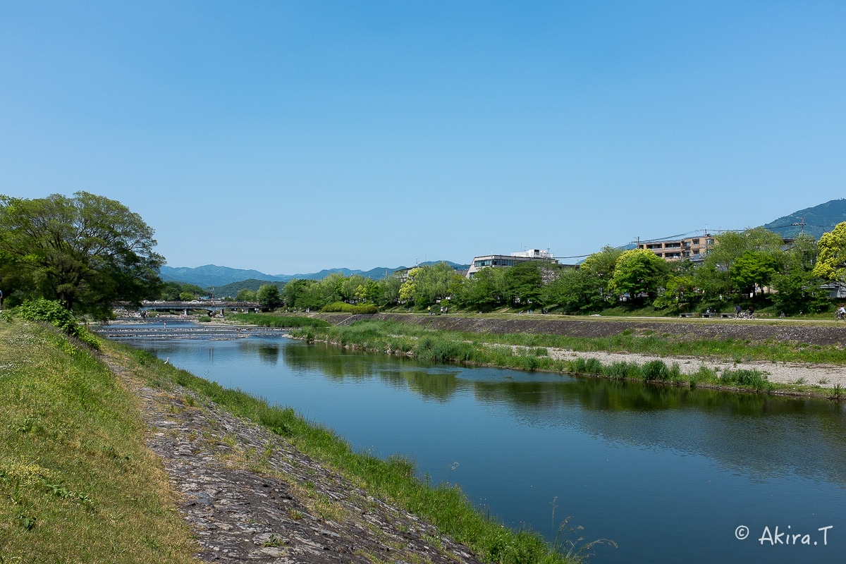 X100S で鴨川ワンコ散歩..._f0152550_2216312.jpg