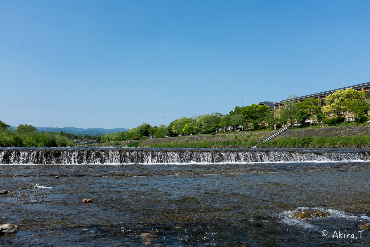 X100S で鴨川ワンコ散歩..._f0152550_22172125.jpg