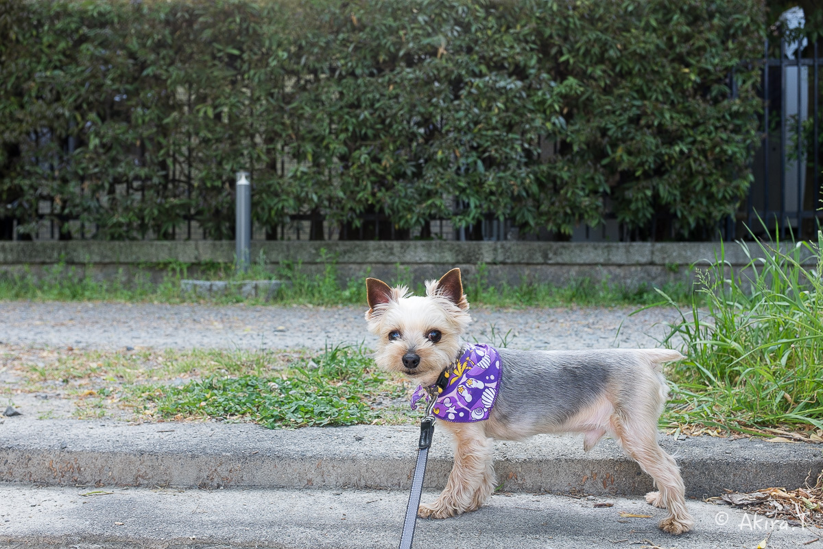 X100S で鴨川ワンコ散歩..._f0152550_2219449.jpg