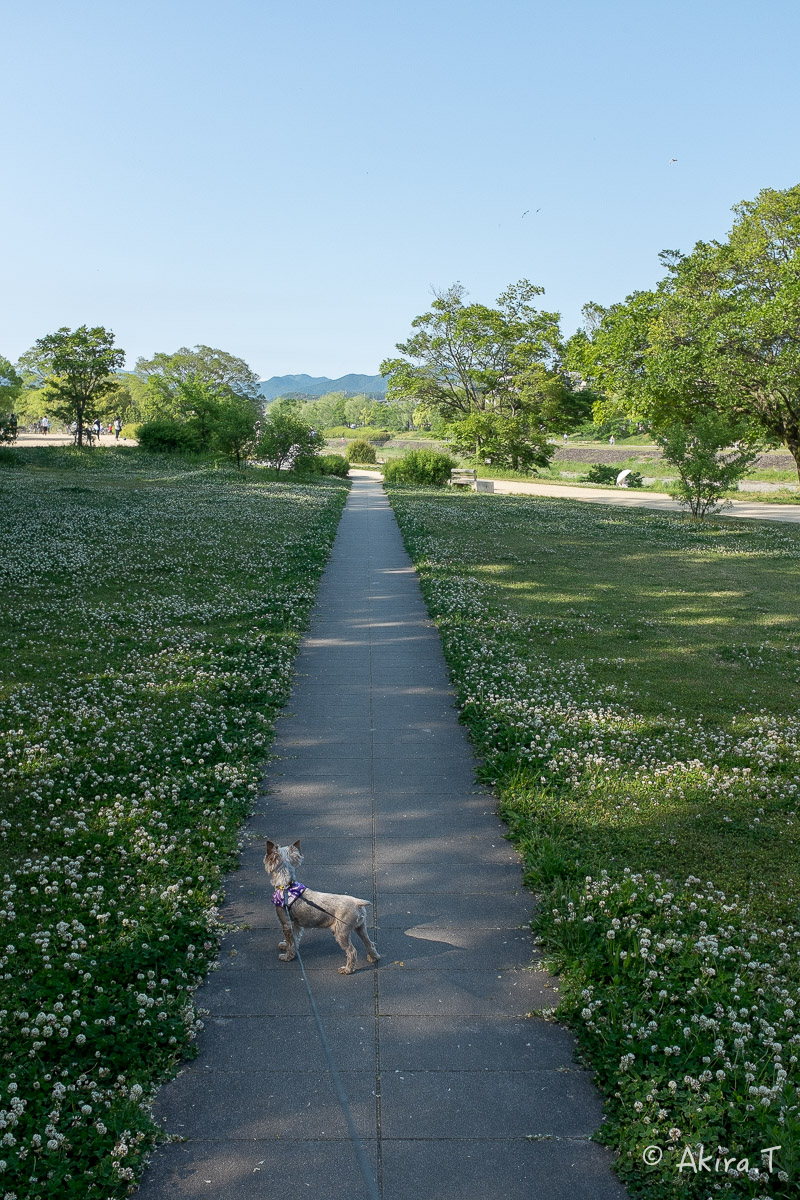 X100S で鴨川ワンコ散歩..._f0152550_22212136.jpg