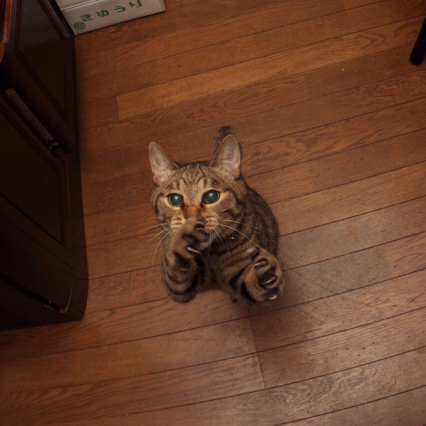 今年も生猫じゃらし大会!全員参加だ！_a0028451_10185294.jpg