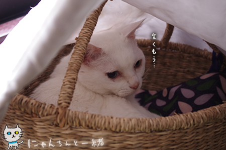 不機嫌な顔_e0031853_19524953.jpg
