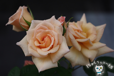 17歳のミニ薔薇_e0031853_2052216.jpg