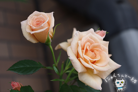 17歳のミニ薔薇_e0031853_205633.jpg