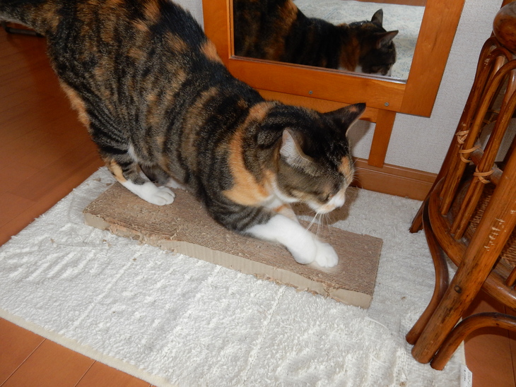 ’15,7,6(月)どうして猫が好きかっていうとね!_f0060461_10365578.jpg