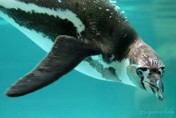 フンボルトペンギン、南米生まれ砂漠育ち？_e0346063_22132397.jpg