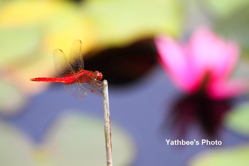 ~ 睡蓮池のトンボ ~ 2015.7.5_c0330365_22092848.jpg