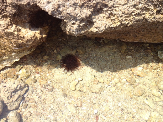 夏の元気の素はイタリアの海_a0136671_3253931.jpg