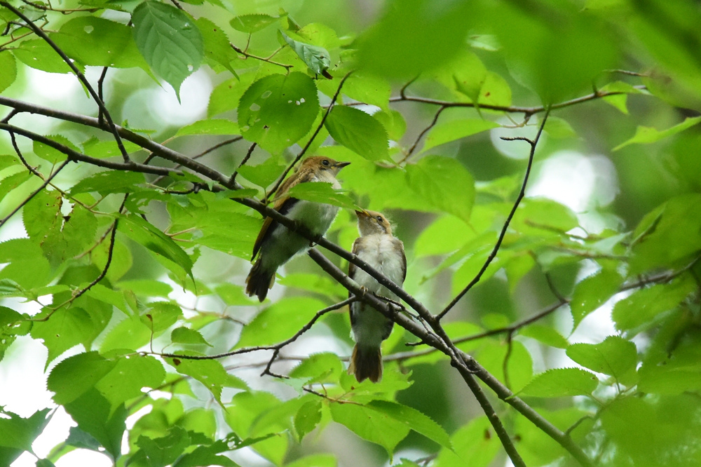 サンコウチョウ お父さんと雛_f0053272_16202750.jpg