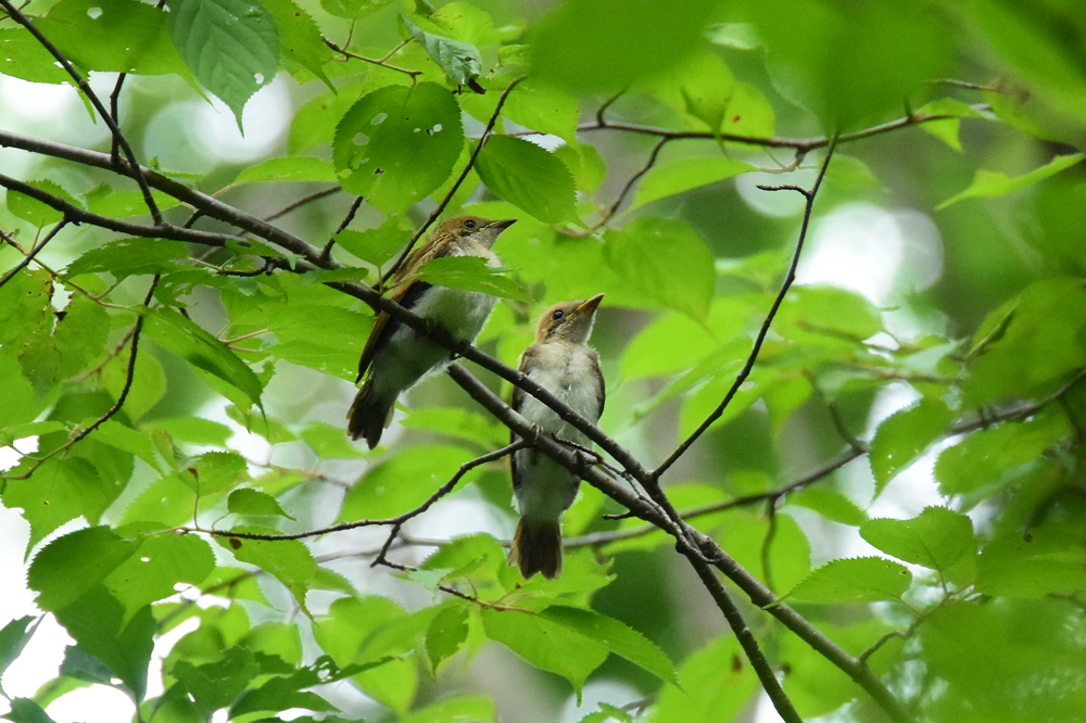 サンコウチョウ お父さんと雛_f0053272_1620511.jpg
