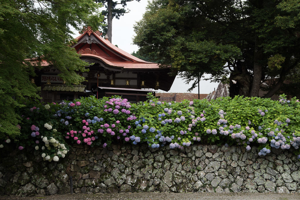 開運の寺　勝尾寺へ　【紫陽花の終焉】_a0301676_19041700.jpg