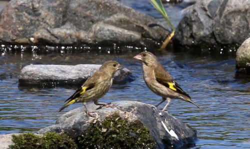 巣立ち雛と幼鳥たち_d0262476_445444.jpg