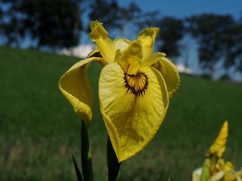 八紘学園「花菖蒲園」 0704_c0183777_10342842.jpg