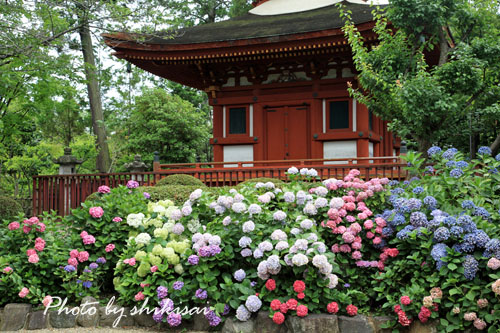 久米寺の紫陽花_a0135396_22441735.jpg