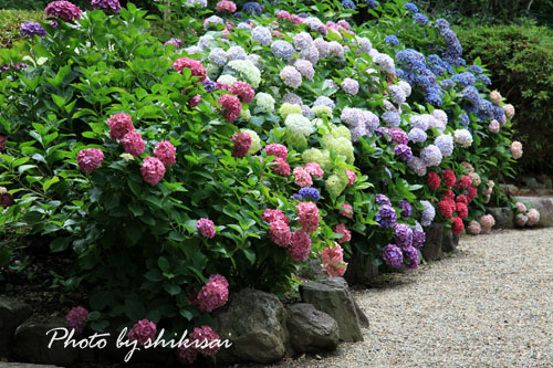 久米寺の紫陽花_a0135396_22443989.jpg