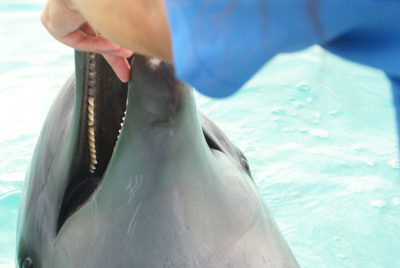 美ら海水族館～☆_f0158596_17244636.jpg