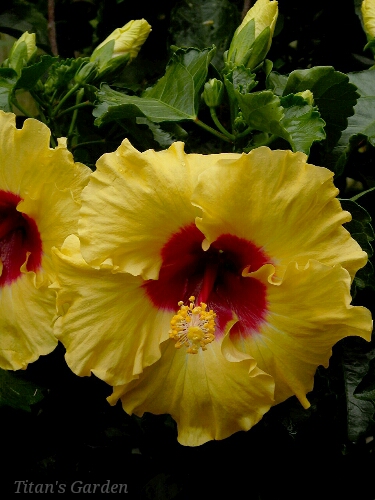 Hibiscus × rosa-sinensis \'Boreas Yellow\'_b0099813_013746.jpg