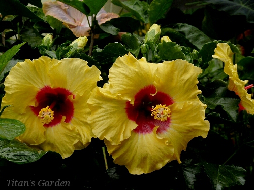 Hibiscus × rosa-sinensis \'Boreas Yellow\'_b0099813_013753.jpg