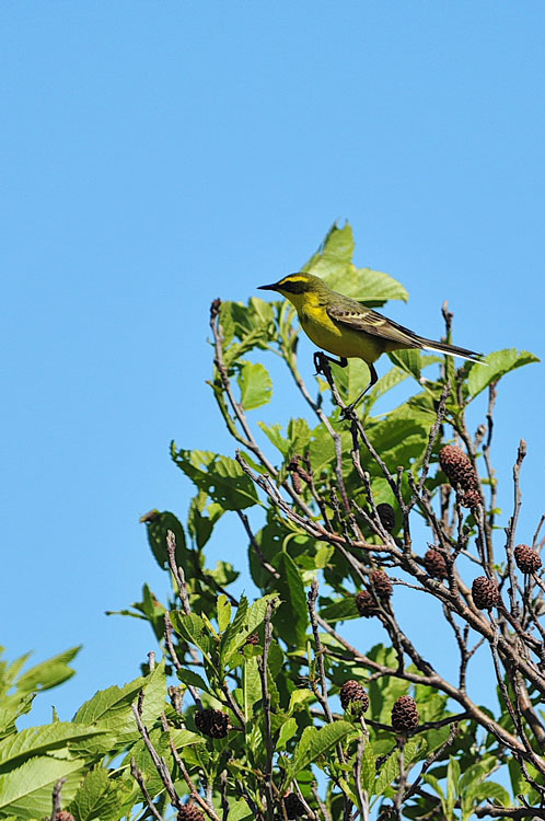 道北日帰りの旅～下サロベツ原野の鳥たち①_f0116528_2072618.jpg