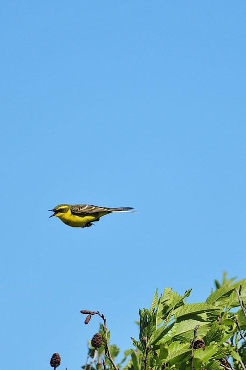 道北日帰りの旅～下サロベツ原野の鳥たち①_f0116528_207376.jpg