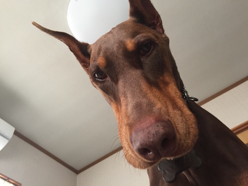 可愛い催促 ドーベルマン ダンテ の日記