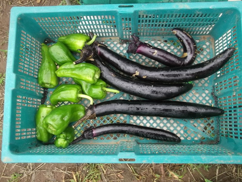 今年のトマトは...砂糖&塩が欲しい_b0137932_2254252.jpg