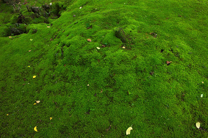 c0067040_22120469.jpg