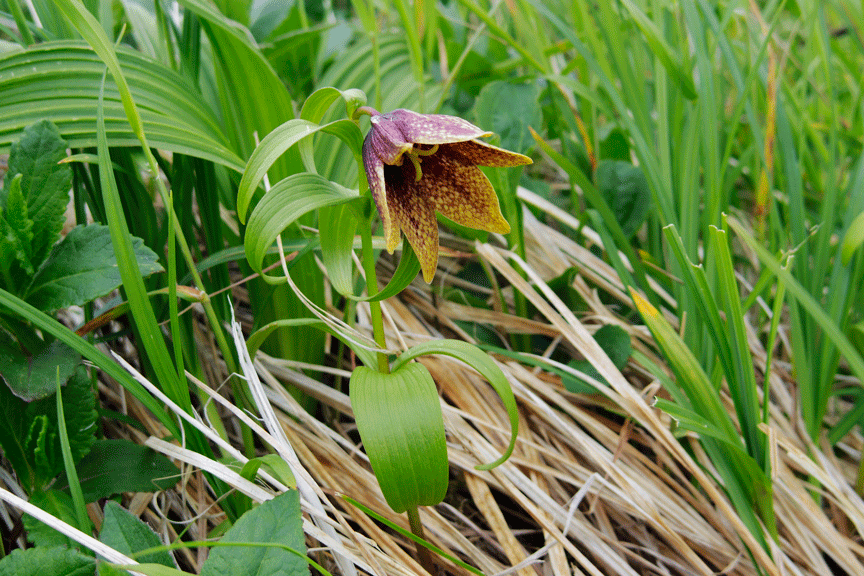 PENTAX Q・・・月山花図鑑_d0237340_12165206.gif