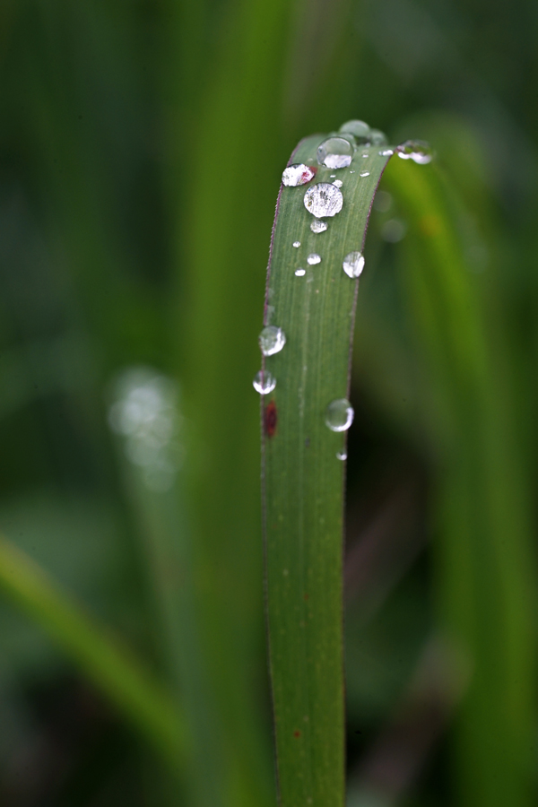 梅雨の蓼科をネイチャースナップする_c0035245_173059.jpg