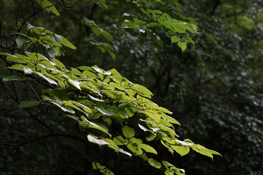 c0035245_19377.jpg