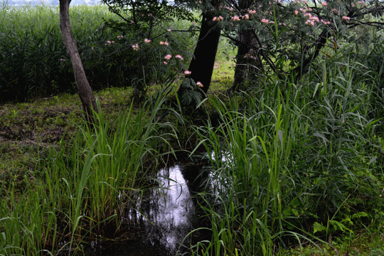 c0093046_18524269.gif
