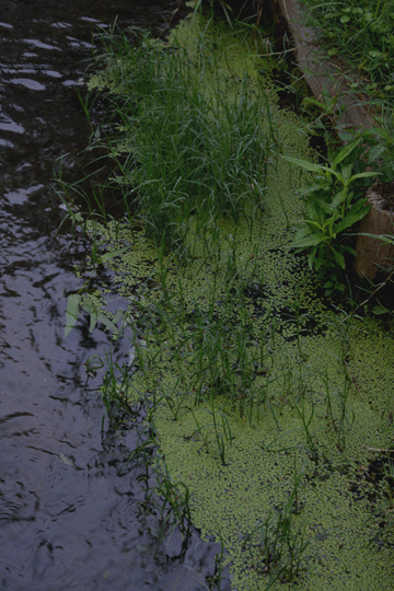 c0093046_18531854.gif