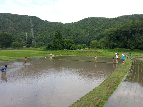 3回目の田植え_c0226146_15274084.jpg