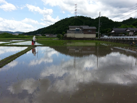 3回目の田植え_c0226146_1527596.jpg