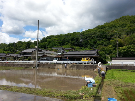 3回目の田植え_c0226146_1584227.jpg