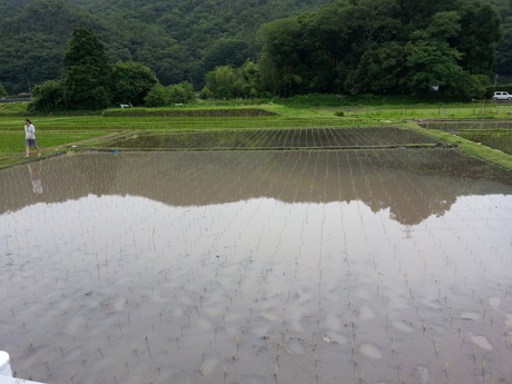 3回目の田植え_c0226146_1603368.jpg