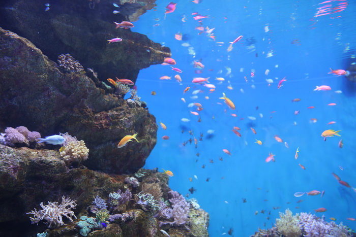 仙台うみの杜水族館_c0226547_2351564.jpg