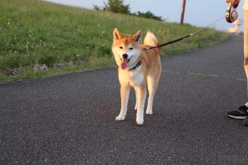 夕日が赤毛に映えますな♪_f0245650_10035609.jpg