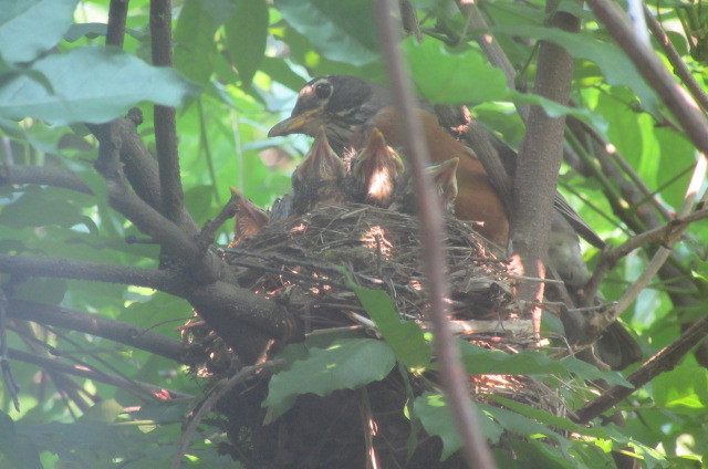 駒鳥の雛の成長報告_b0247153_11035039.jpg