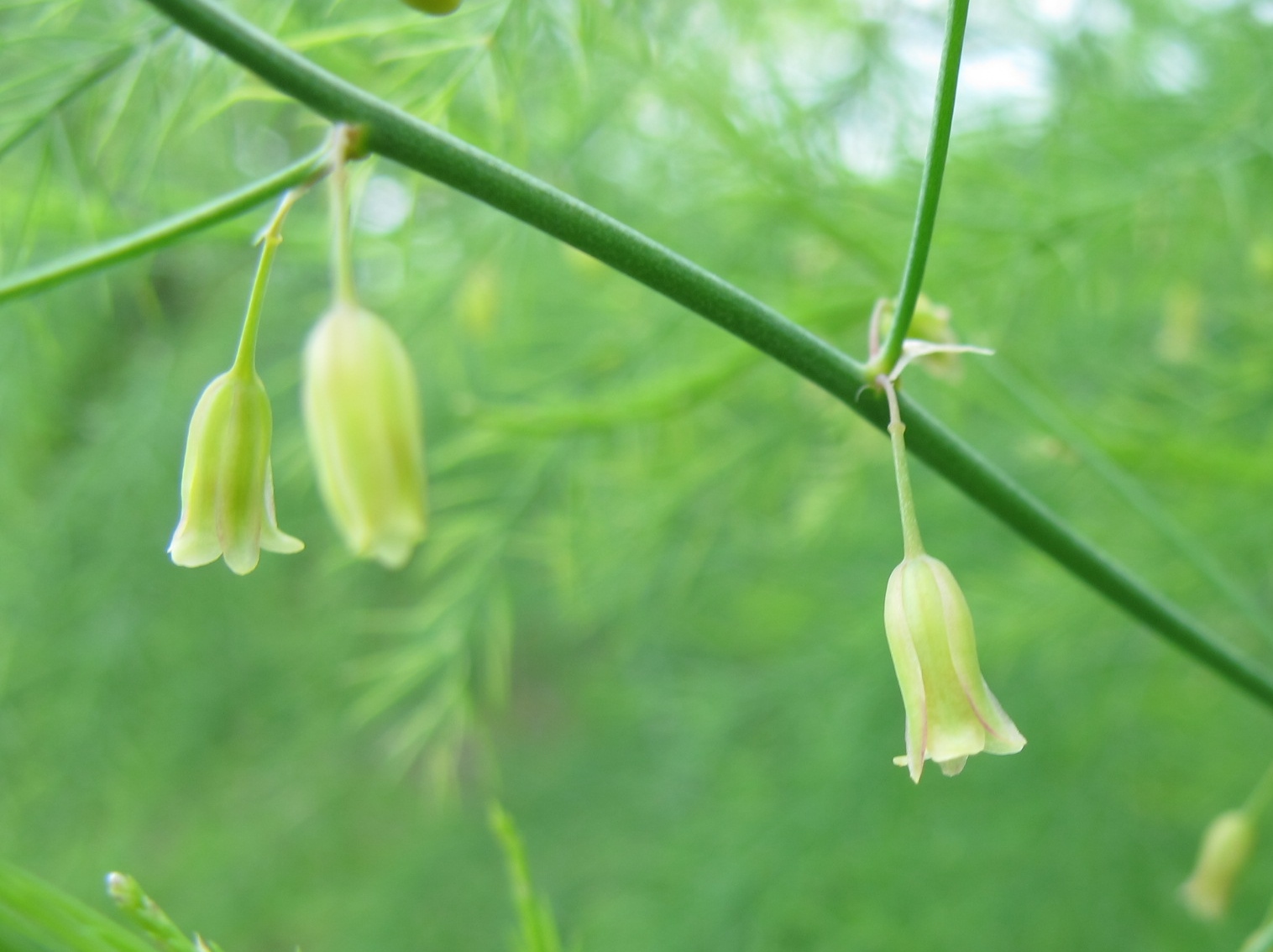 アスパラガス ひげ爺の花便り アスパラガス ひげ爺の花便り