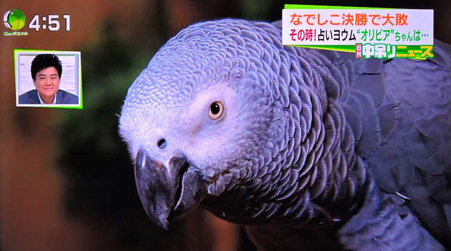 『天才インコのオリビアちゃん』 次の予言は‥‥_d0251161_06374982.jpg