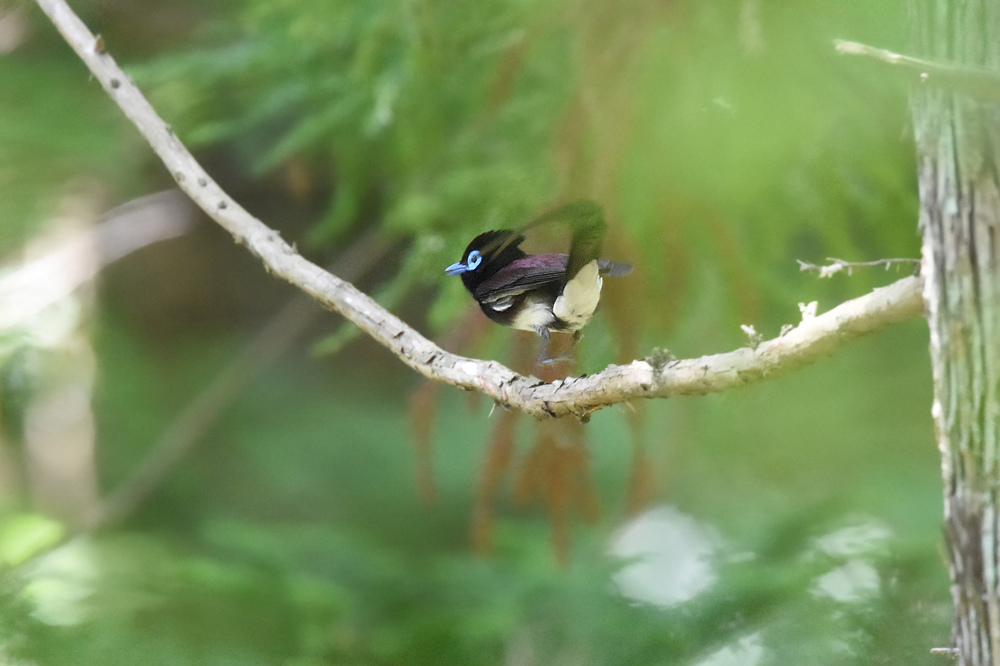 怒!なサンコウチョウ_f0053272_21133188.jpg